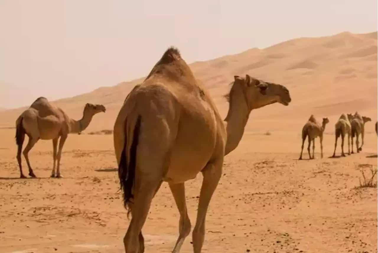 البيئة: عدم ترقيم الإبل مخالفة يعاقب عليها ولا يسمح بنقل ملكيتها