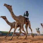 تتويج الفائزين في ماراثون اليوم الوطني 93 للهجن