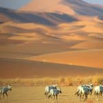 إدراج محمية عروق بني معارض على قائمة التراث العالمي لليونسكو .. إنجاز استثنائي