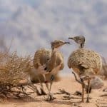 الأحياء المهددة بالإنقراض