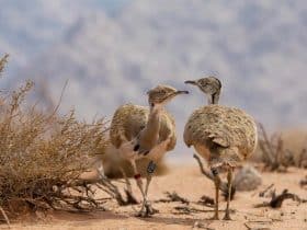 الأحياء المهددة بالإنقراض