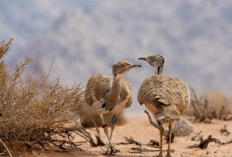 الأحياء المهددة بالإنقراض