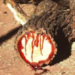 يشتهر خشب الساج البري في أفريقيا الاستوائية