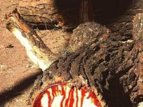 يشتهر خشب الساج البري في أفريقيا الاستوائية