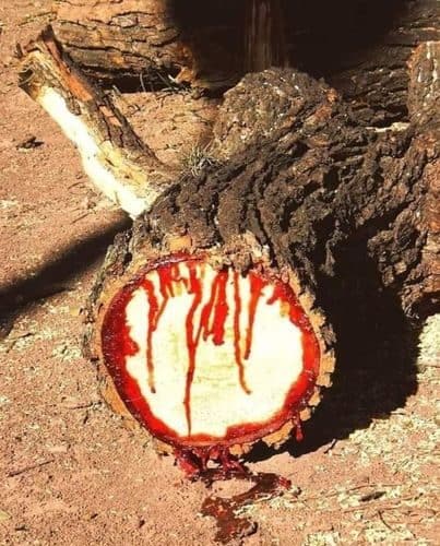 يشتهر خشب الساج البري في أفريقيا الاستوائية