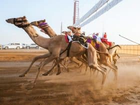 بدء التسجيل في كأس اللجنة الأولمبية السعودية للهجن .. إليك التفاصيل