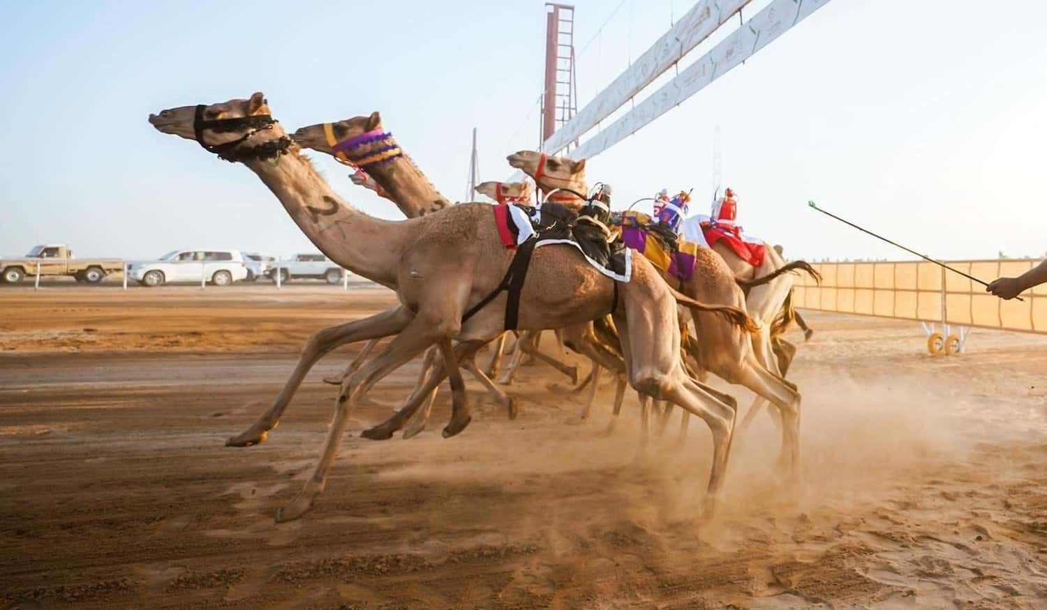 بدء التسجيل في كأس اللجنة الأولمبية السعودية للهجن .. إليك التفاصيل