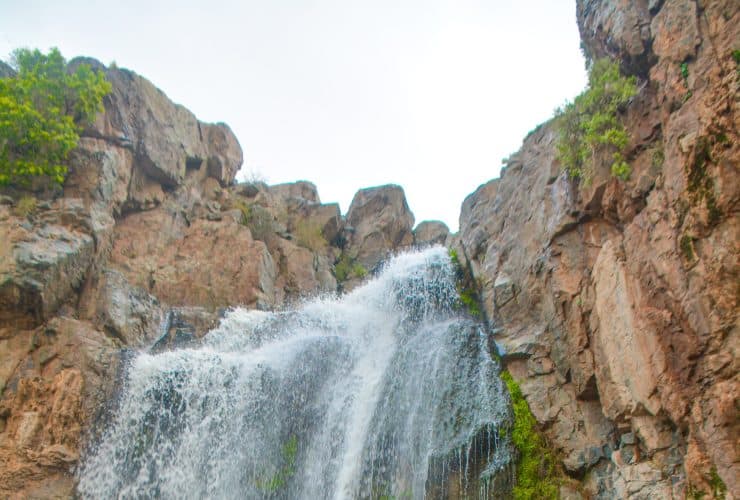 حمى النمور