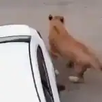 أسد هارب- أرشيفية