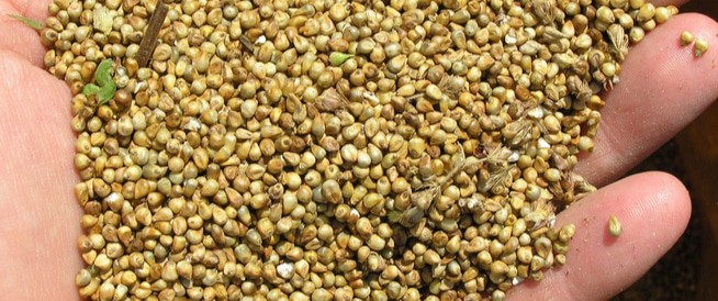 مهرجان الدخن