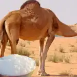 حليب الجمل