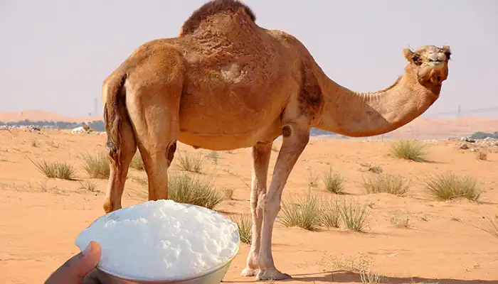 حليب الجمل