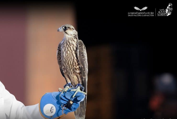 آلية المشاركة في كأس العلا للصقور 2023 .. جوائز مالية ضخمة