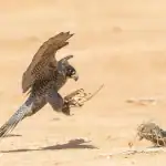 الصقر تعاون يحطم الرقم القياسي