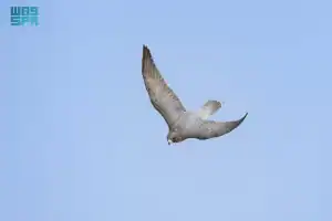 الصقر تعاون