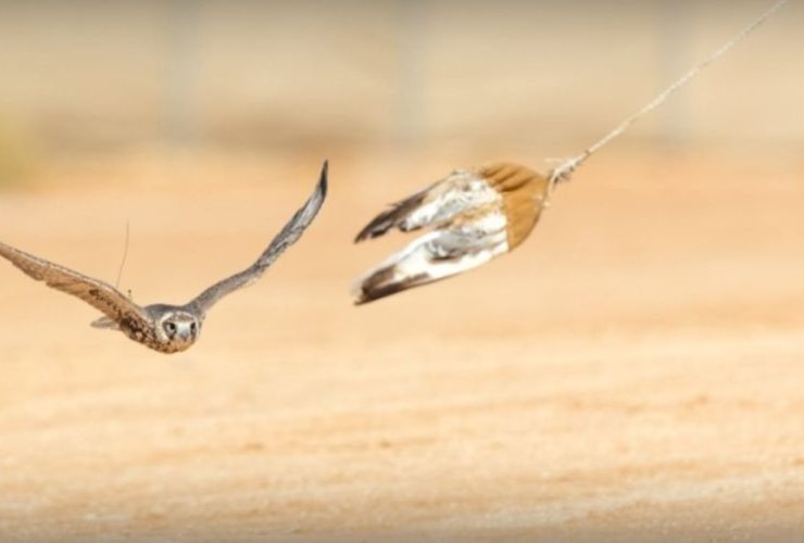 بجوائز 60 مليون ريال.. انطلاق مسارات كأس العلا للصقور في هذا الموعد