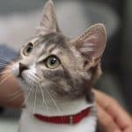 دراسة تكشف علاقة صادمة بين تربية القطط والفصام