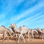 قصة شابة سعودية في مهرجان الملك عبدالعزيز للإبل