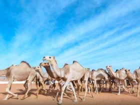 قصة شابة سعودية في مهرجان الملك عبدالعزيز للإبل