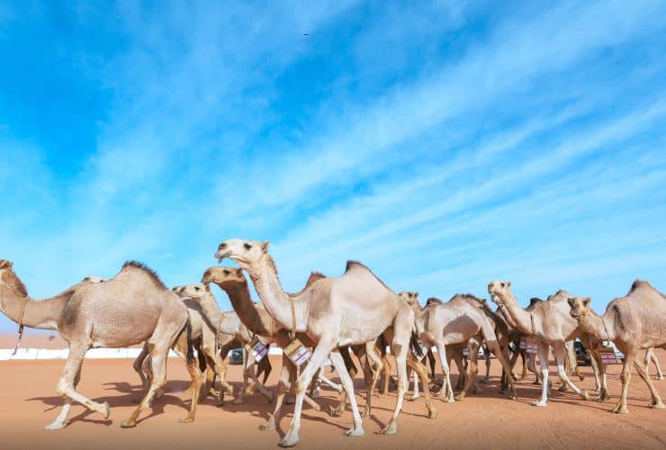 قصة شابة سعودية في مهرجان الملك عبدالعزيز للإبل