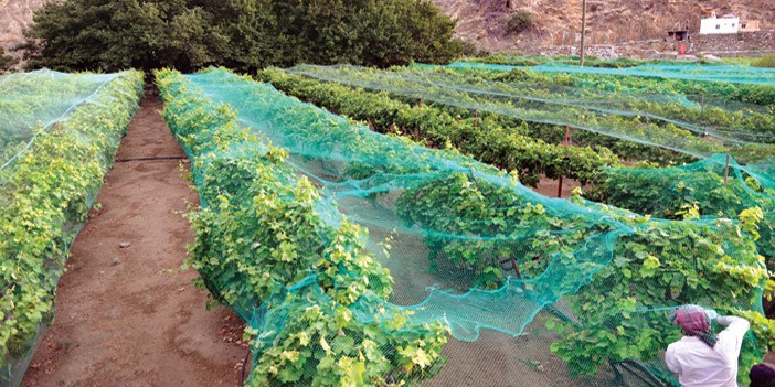 الزراعة العضوية في عسير