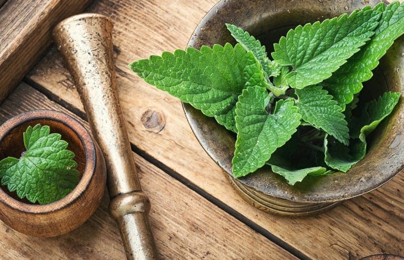 عشبة المليسا