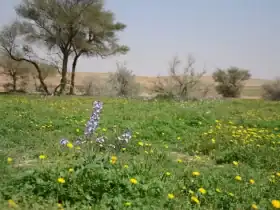 محمية الإمام تركي