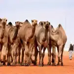 مهرجان الملك عبدالعزيز للإبل يحتضن أكبر سوق لبيع الإبل في الوطن العربي