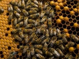 خلايا النحل