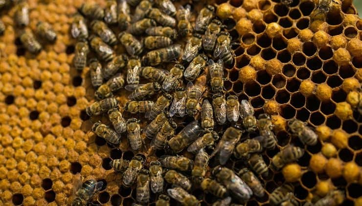 خلايا النحل