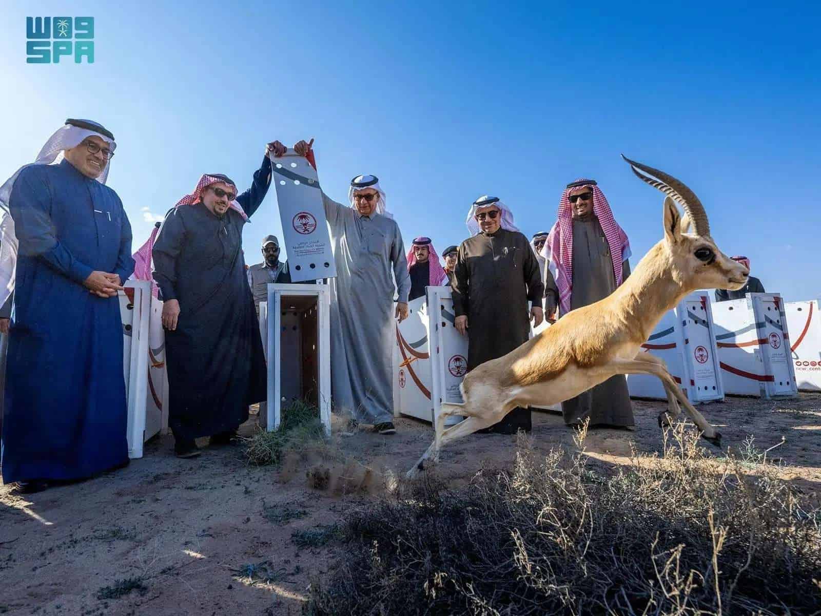 المها العربي خلال حفل الإطلاق