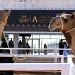 مستلزمات الإبل معرض مطايا