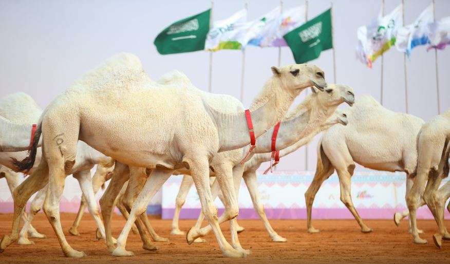 مهرجان الملك عبد العزيز للإبل