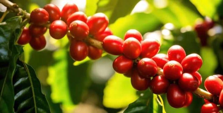 كرز القهوة يحمي من الإصابة بالسكري والكبد الدهني
