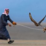 الصقارة
