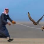 كأس العلا للصقور
