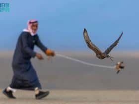 كأس العلا للصقور
