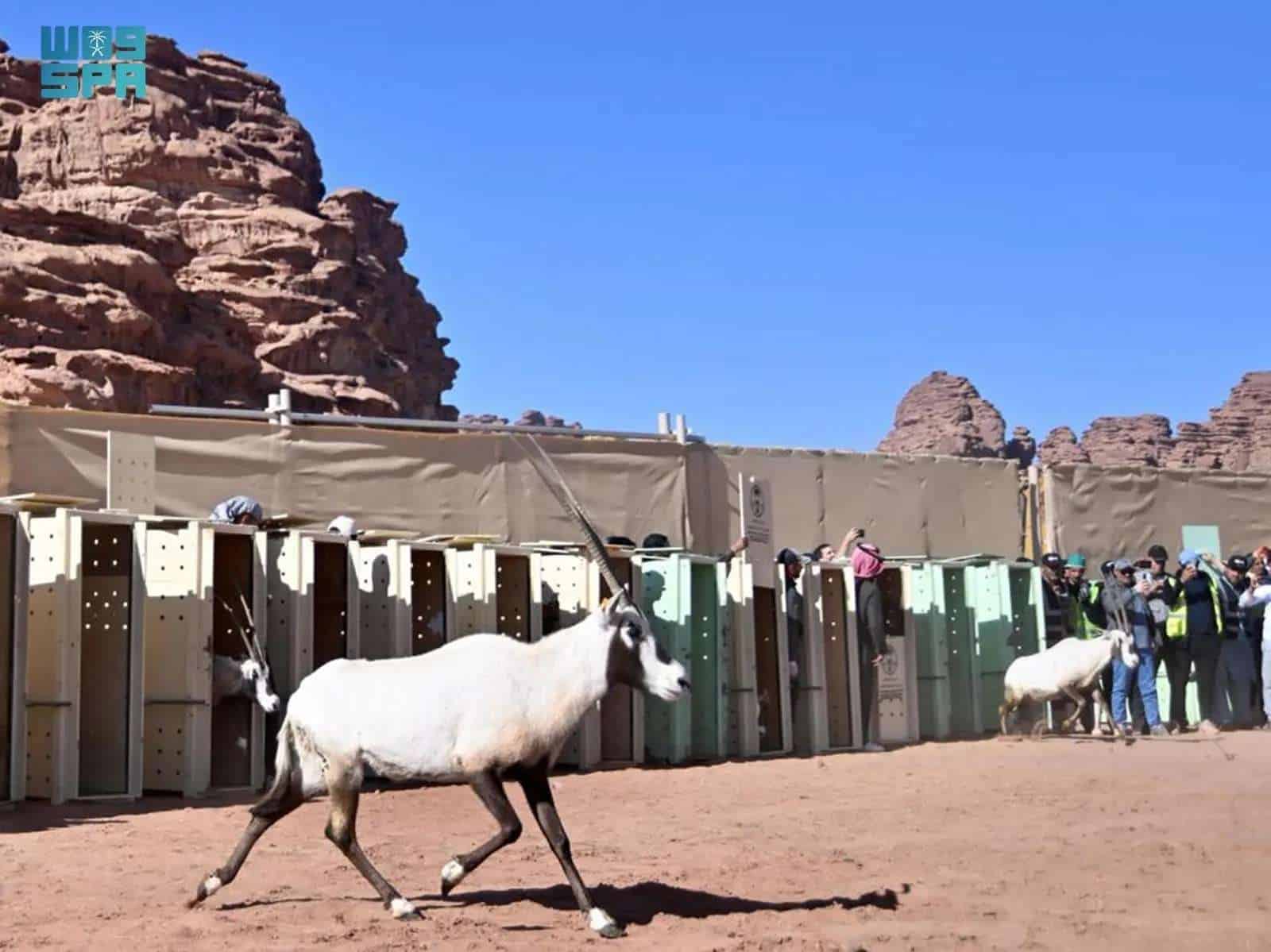 الحياة الفطرية