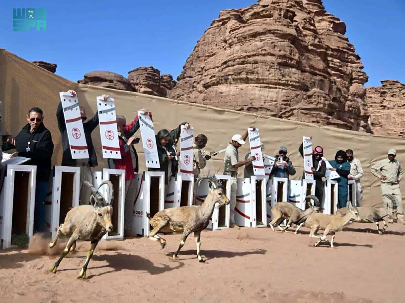 الحياة الفطرية
