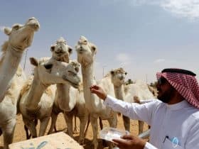 الإبل السعودية