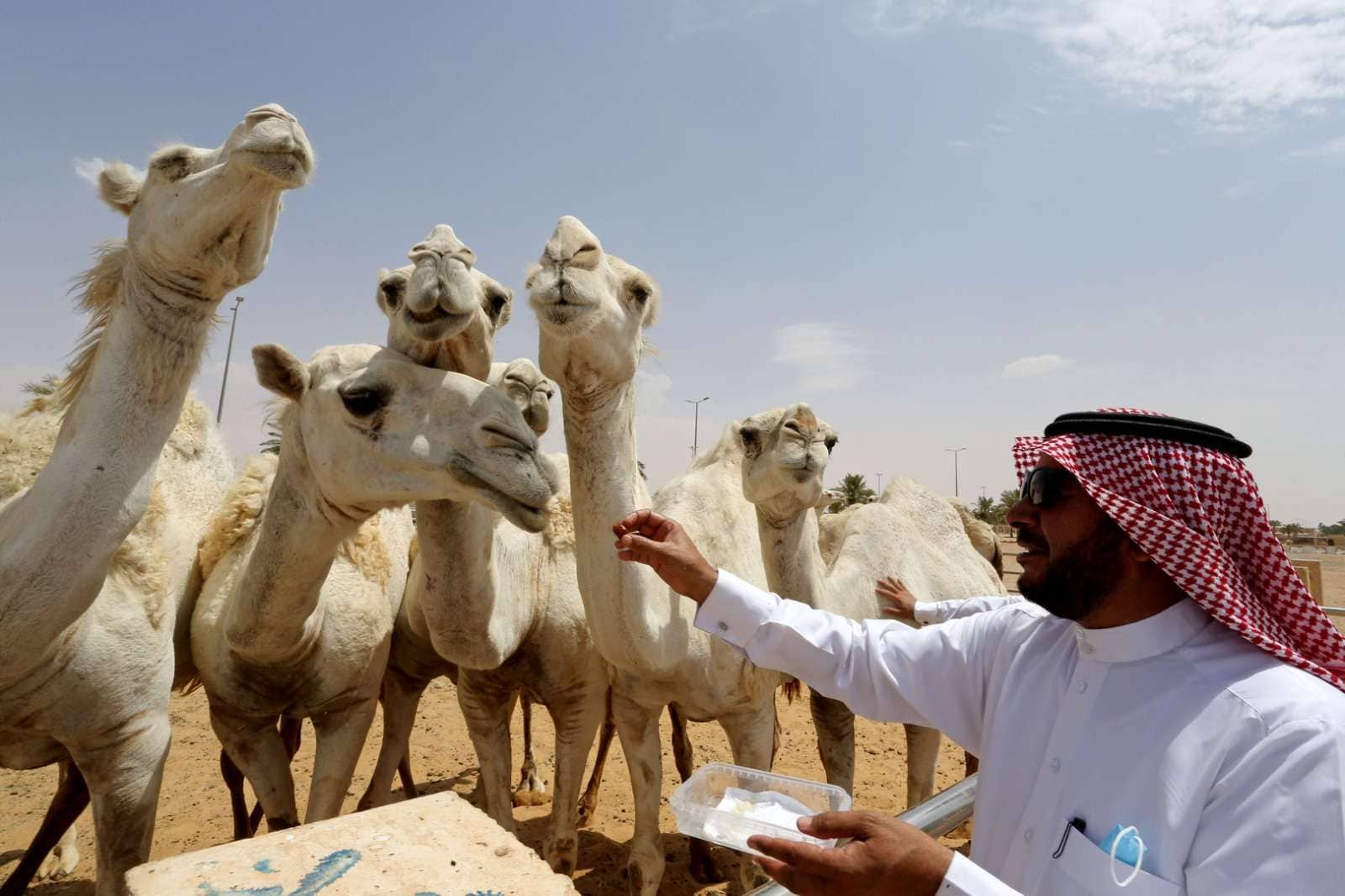 الإبل السعودية