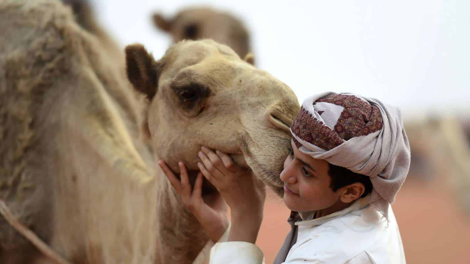 الإبل السعودية