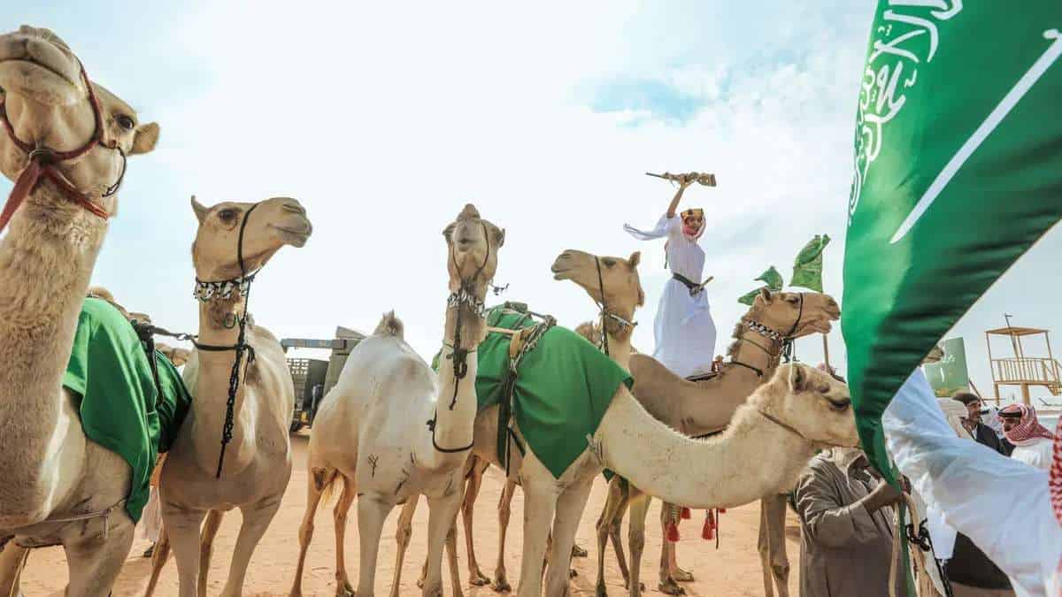 الإبل السعودية
