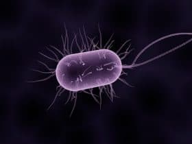 هذه البكتيريا قد تؤدي إلى الوفاة!