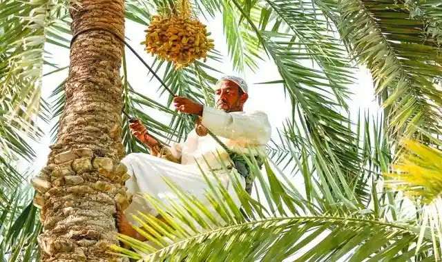 أنواع النخيل في المملكة