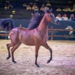 بطولة جمال الخيل العربية الأصيلة