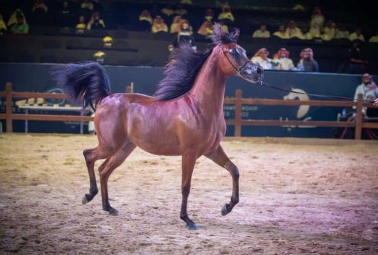بطولة جمال الخيل العربية الأصيلة