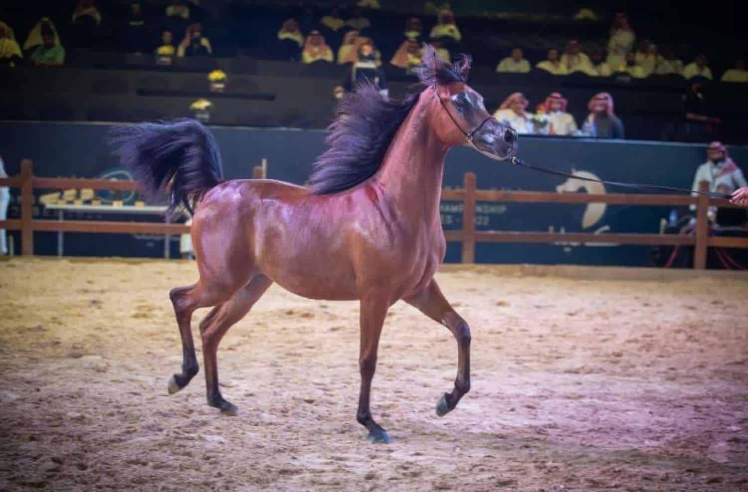 بطولة جمال الخيل العربية الأصيلة