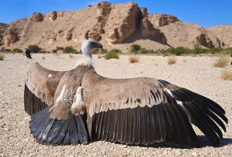 محمية الوعول