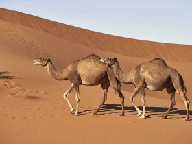 عام الإبل